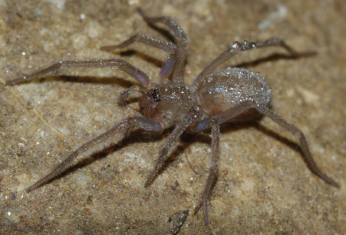 Giovane Tegenaria sp. - Arcavacata di Rende (CS)